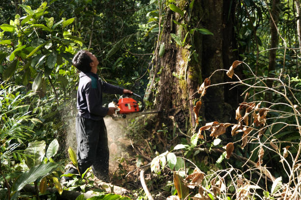 Best Stump Grinding and Removal  in Buena Vista, GA