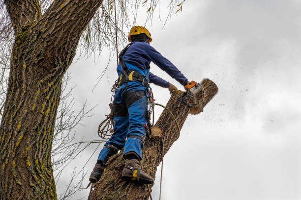 Best Tree Maintenance Programs  in Buena Vista, GA